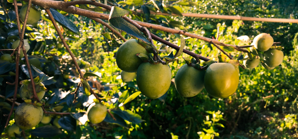 盛夏，果实熟了。